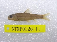 藏品(臺灣鏟頜魚)的圖片